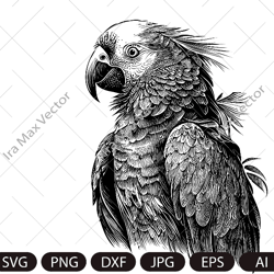 Parrot Svg, Exotic bird svg, Macaw svg, Silhouette dxf, bird Clipart, Parrot face svg, vector bird , Parrot head svg, di