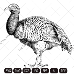 Turkey Svg, Turkey clipart, Turkey detailed, Turkey bird,  Funny Turkey Svg ,Turkey Vector Svg, Farm birds,Poultry