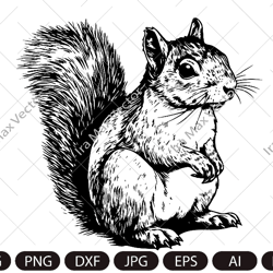 Squirrel SVG, Squirrel shirt, Squirrel png,Squirrel vector, Squirrel cricut,Squirrel poster, Squirrel download