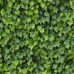 Boston Ivy 42 Seamless Tileable Repeating Pattern