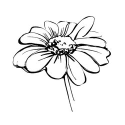 Sketch Wild Flower Resembling Daisy Svg, Flower Svg, Daisy Svg, Drawing Daisy Svg, Wildflowers Svg, Birthday Gift Svg, G