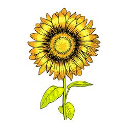 Drawing Sunflower Svg, Flower Svg, Sunflower Svg, Birthday Gift Svg, Gift For Girl Svg, Flower Lovers Svg, Flower Lovers