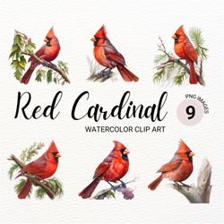 Red Cardinal PNG | Red Cardinal Bird | Cardinal Clipart | Watercolor Bird Clipart | Cute Bird PNG | Colorful Bird | Digi