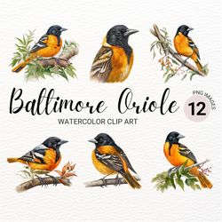 Baltimore Oriole Bird PNG | Baltimore Oriole Watercolor Bird Clipart | Cute Colorful Bird PNG | Nursery Decor | Baby Sho