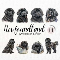 Newfoundland Dog PNG | Watercolor Newfoundland Dog Clipart | Dog Portrait | Puppy Images | Nursery Wall Art | Commercial