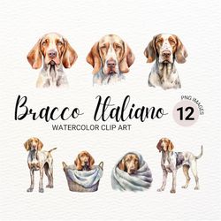 Bracco Italiano Dog Clipart | Watercolor Dog PNG | Dog Portrait | Puppy Collage Images | Junk Journal | Digital Planner