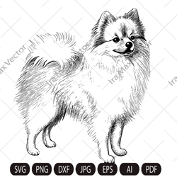 Pomeranian spitz dog svg,Spitz clip art, Smiling dog vector graphic art, Pomeranian spitz detailed, Spitz standing,White