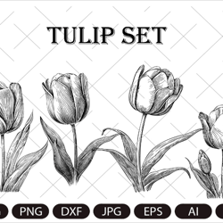 Tulip set SVG,Flower Vector Drawing Cricut Silhouette Art Clipart Digital Download