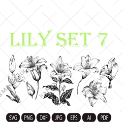 Lily Flower Svg, Lily Svg Bundle, Lily Svg, Hand Drawn Lily Svg, Flwer Bouquet Svg, Floral Svg, Flower Wedding, Flower S