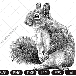 Squirrel SVG, Squirrel shirt, Squirrel png,Squirrel vector, Squirrel detailed,Squirrel poster, Squirrel download