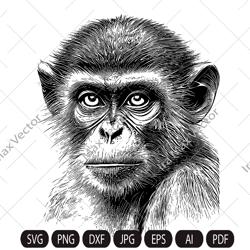 Monkey Head svg /MONKEY Face svg  / Monkey svg / Monkey King svg / Monkey Mascot svg /Monkey detailed/ Monkey Printable