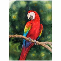 Scarlet macaw  Ara macao Red Parrot original watercolor
