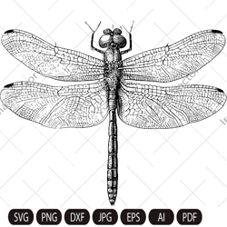 DRAGONFLY SVG , DRAGONFLY detailed, Dragonfly Svg Cut Files , Dragonfly Clipart, Insect Svg Files
