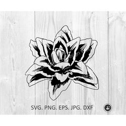 Lily Flower SVG, Lily Flower Svg, Lily SVG, Flower Svg, Multileaf Lily Flower,Clipart, Files for Cricut, Cut Files Silho