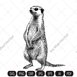Meerkat SVG, Cute meerkat detailed, Meerkat standing, Safari Animals Svg, Meerkat Clipart, Meerkat cut Files ,Mongoose s