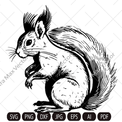 Squirrel SVG, Squirrel comic, Squirrel png,Squirrel vector, Squirrel detailed,Squirrel poster, Squirrel download