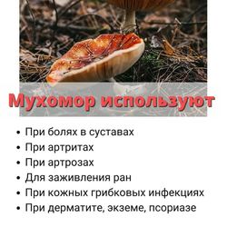 Tincture of fly agaric for rubbing, 100ml