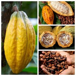 Ceylon Free Shipping Cocoa 100 Seeds Criollo Seeds For Plant Chocolate Theobroma