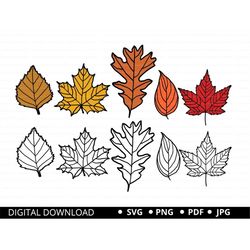 Fall leaves SVG, Autumn Leaves, Layered Leaf, Fall Leaf, leaf clipart Bundle, fall leaf pattern, autumn svg fall SVG PNG