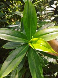 Organic Insulin Plant Dried Leaves Powder ( Costus Igneus ) Thebu 500g