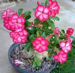 Adenium obesum Desert Rose Rooted Bonsai live Red & Rose Pink Variegated flower plant, Indoor Bonsai houseplant