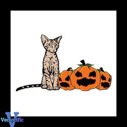 Devon Rex Cat Svg, Halloween Svg, Halloween Cat Svg, Devon Rex Cat Svg, Pumpkin Svg