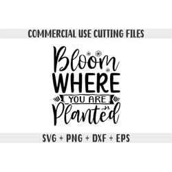 Bloom where you are planted svg Motivational quotes Svg Inspiration quotes Sayings svg for Cricut & Cameo Silhouette cli