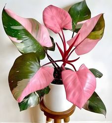 Philodendron Pink Princess Marble Variegated rooted bulbs with Phyto Certificate 100