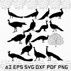 Peacock svg, Peacocks svg, Black Peacock svg, Bird, Nature, SVG, ai, pdf, eps, svg, dxf, png
