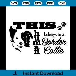 This Human Belongs to A Border Collie Svg, Trending Svg, Dog Svg, Border Collie Dog Svg, Border Collie Gift, Border Coll