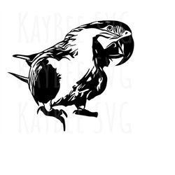 Macaw Parrot Bird SVG PNG JPG Clipart Digital Cut File Download for Cricut Silhouette Sublimation Printable Art - Person