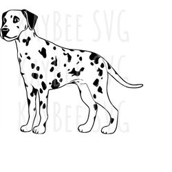Dalmatian Dog SVG PNG JPG Clipart Digital Cut File Download for Cricut Silhouette Sublimation Printable Art - Personal U