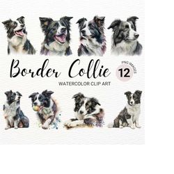 Border Collie Clipart | Cute Dog Clipart | Dog PNG | Watercolor Border Collie PNG | Dog Portrait | Commercial License