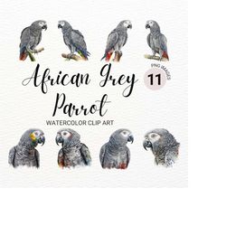 Watercolor African Gray Parrot Clipart | Bird Clipart Bundle | Jungle Bird PNG | Digital Planner | Safari Animals | Digi