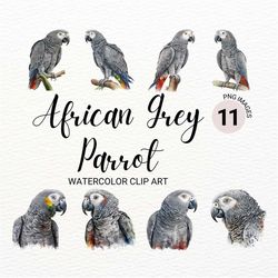 Watercolor African Gray Parrot Clipart | Bird Clipart Bundle | Jungle Bird PNG | Digital Planner | Safari Animals | Digi