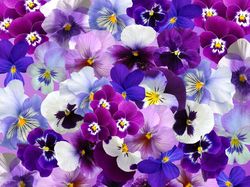 Pansy Medium Seeds Mixed - 40 Seeds of Vibrant Blooms for Your Garden