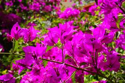 Paper Flower Hybrid Seeds(Bougainvillea glabra) - Grow Your Own Unique Blooms - Pack of 50 Seeds