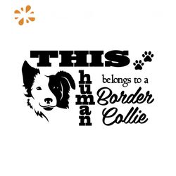This Human Belongs to A Border Collie Svg, Trending Svg, Dog Svg, Border Collie Dog Svg, Border Collie Gift, Border Coll