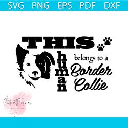 This Human Belongs To A Border Collie Svg, Trending Svg, Dog Svg, Border Collie Dog Svg, Border Collie Gift, Border Coll