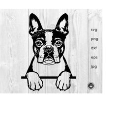 Boston Terrier Svg File, Boston Terrier Peeking Paws Clipart, Dog Svg, Cut File, Boston Terrier Vector Graphics, Svg For