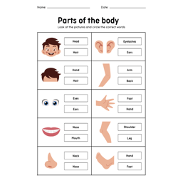 White Colorful Parts Of The Body Worksheet Digit PDF