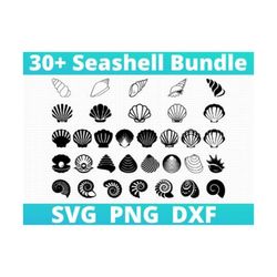Seashell SVG / Seashells svg / Seashell svg file / Ocean svg / Marine / Clipart, decal, stencil, vinyl, cut file, silhou