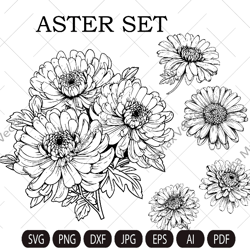 Aster flowers svg, Garden Flower SVG, Floral SVG, svg files, Flower Png, Plant Svg, Floral Png, Botanical Svg, Hand draw
