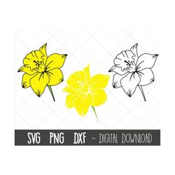 Daffodil SVG, Spring flower SVG bundle, flower svg, spring flower clipart, floral clipart, daffodil flower png, cricut s