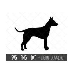 American Hairless Terrier svg, dog svg, Hairless Terrier silhouette outline png, Terrier clipart, pet dog dxf, cricut si