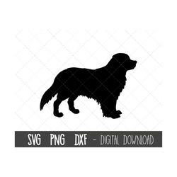 Bernese Mountain dog svg, dog svg, Bernese Mountain silhouette, Bernese Mountain outline png clipart, pet png, cricut si