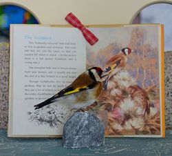 Natural taxidermy bird European Goldfinch \ Bird taxidermy
