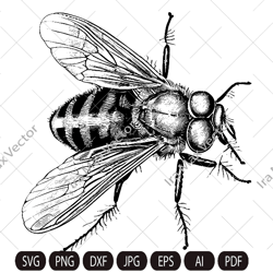 Fly Svg, house fly Svg, Insect Svg, Fly Clipart, Fly cut file, fly detailed, Fly realistic, Fly Png, Fly Dxf,fly insect