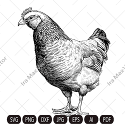 Farm Hen SVG. Hen vector. Bird chicken, farm animal vintage sketch drawing clipart. Digital illustration