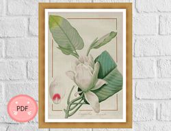 Cross Stitch Pattern, Magnolia By Pierre Joseph Redoute, Pdf, Instant Download,White Flower,Full Coverage